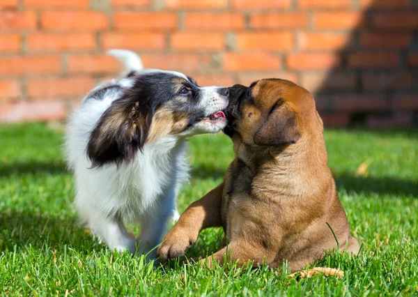 Two puppies playing — Stock Photo, Image