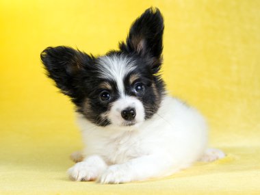 Papillon köpek yavrusu portresi