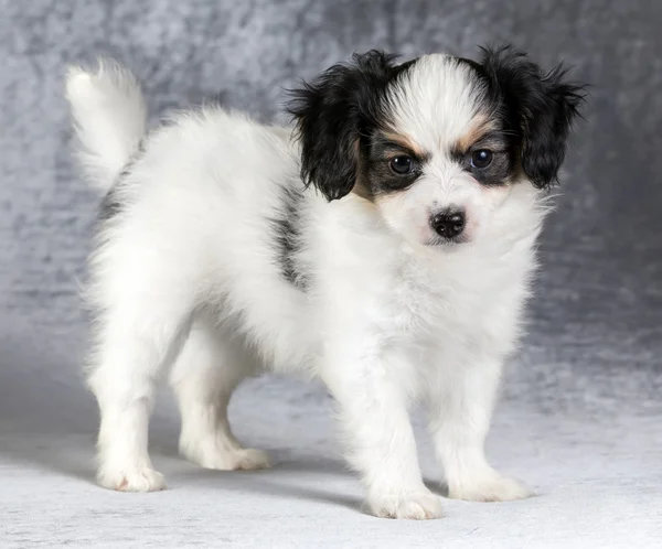 Retrato de um filhote de cachorro Phalene — Fotografia de Stock