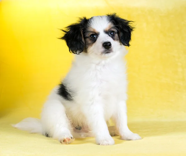 Retrato de um filhote de cachorro Phalene — Fotografia de Stock