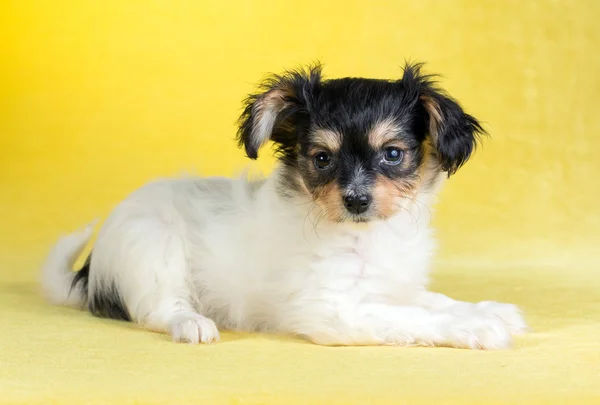 Retrato de un cachorro de Papillon —  Fotos de Stock