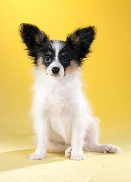 Retrato de um cachorro Papillon — Fotografia de Stock