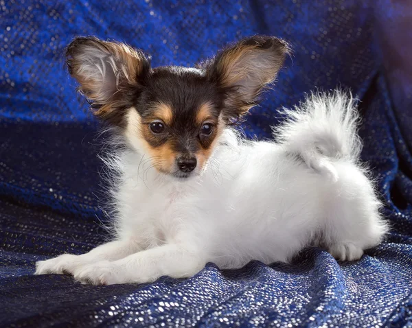 Portrait d'un chiot Papillon — Photo