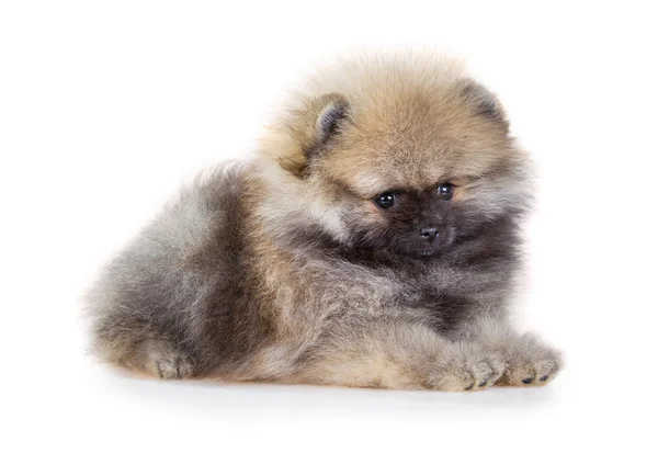 ลูกสุนัข Pomeranian บนพื้นหลังสีขาว — ภาพถ่ายสต็อก