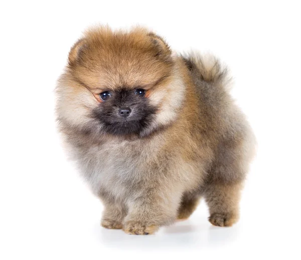 Beyaz bir arka plan üzerinde izole Pomeranian köpek yavrusu — Stok fotoğraf