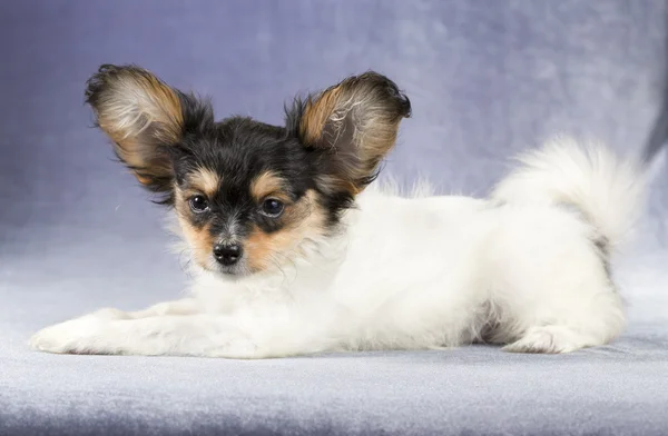 Retrato de um cachorro Papillon — Fotografia de Stock