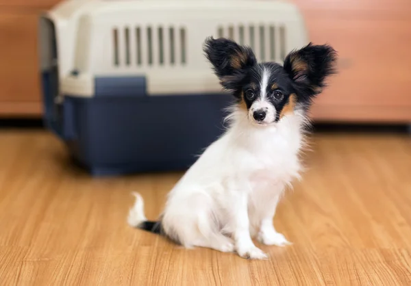 Papillon puppy and travel plastic carrier for pet — Stock Photo, Image