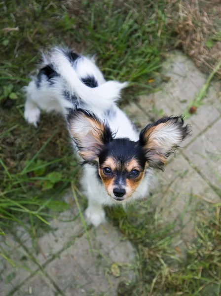 Portret van een pup van Papillon — Stockfoto