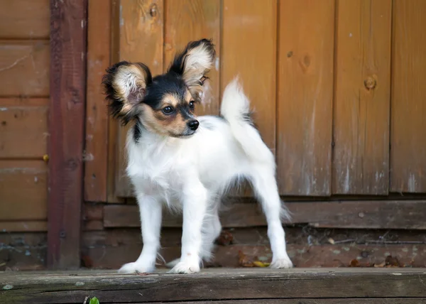 Retrato de um cachorro Papillon de quatro meses de idade — Fotografia de Stock