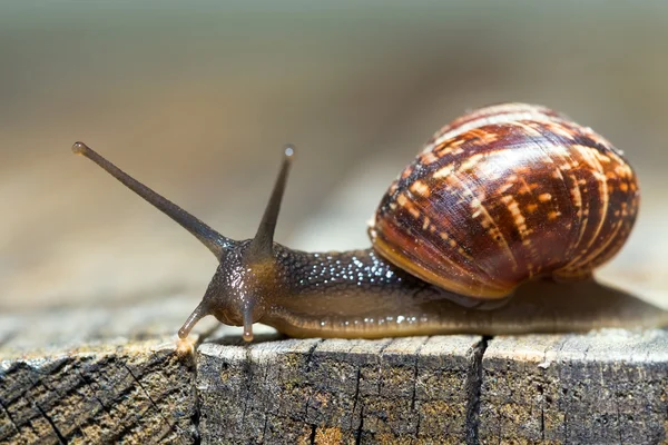 Burgundy snail aka Helix pomatia — Stock Photo, Image