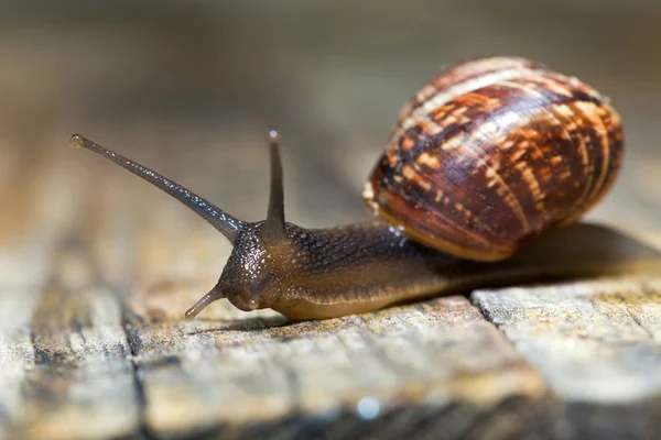 Small garden snail — Stock Photo, Image