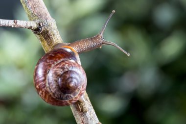 küçük Bahçe salyangoz