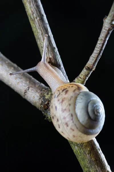 Petit escargot de jardin — Photo