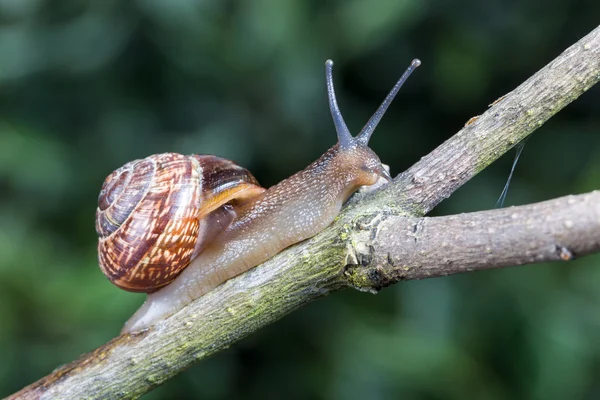 Piccola lumaca da giardino — Foto Stock