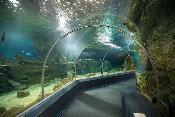 Sotsji Discovery World Aquarium. Rusland — Stockfoto