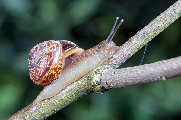 Caracol pequeno jardim — Fotografia de Stock