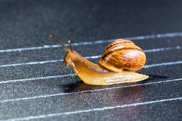 Snail on the athletic track — Stock Photo, Image