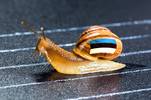 Snail under flag of Estonia on sports track — Stock Photo, Image