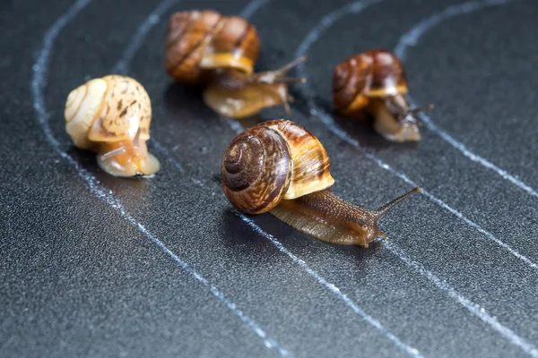 Snails on the athletic track — Stock Photo, Image
