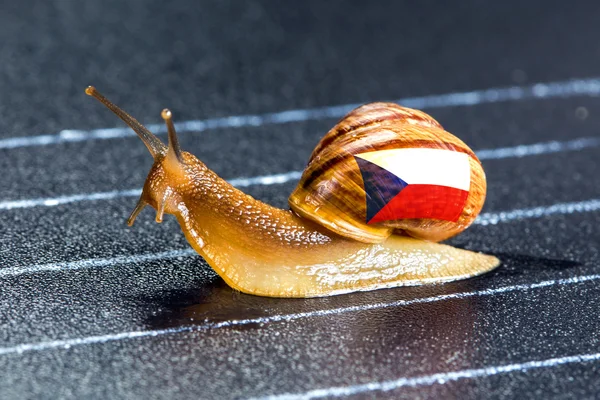 Escargot sous pavillon République tchèque sur piste de sport — Photo