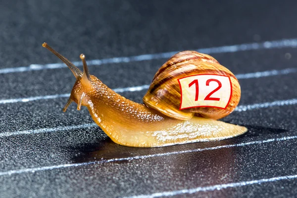 Caracol en la pista atlética —  Fotos de Stock