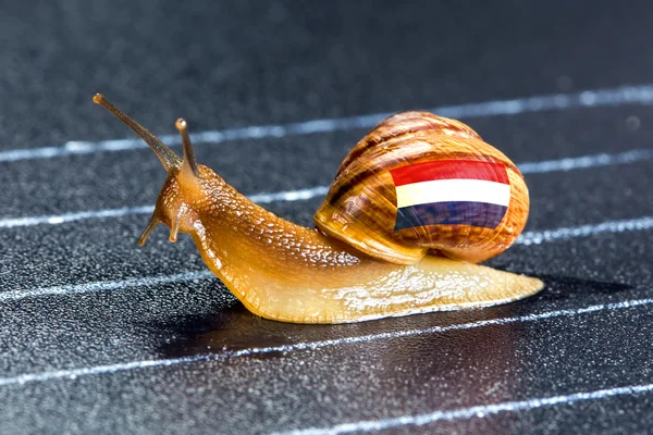 Snail under flag of Netherlands on sports track — Stock Photo, Image