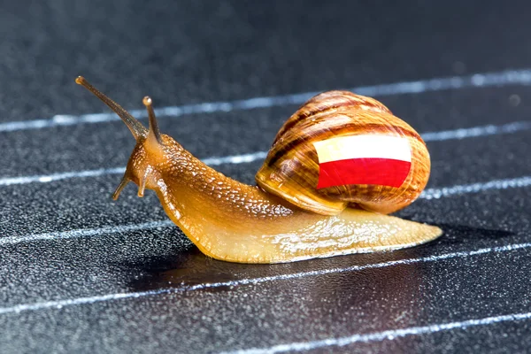 Melcul sub pavilionul Poloniei pe pista sportivă — Fotografie, imagine de stoc