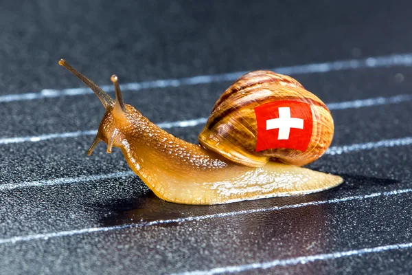 Spor İsviçre bayrağı altında salyangoz izlemek — Stok fotoğraf
