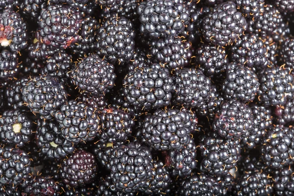 Ripe blackberries close-up — Stock Photo, Image