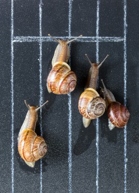 Snails on the athletic track clipart