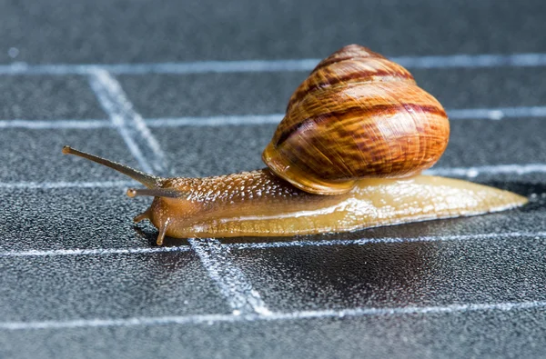 Snail on the athletic track — Stock Photo, Image