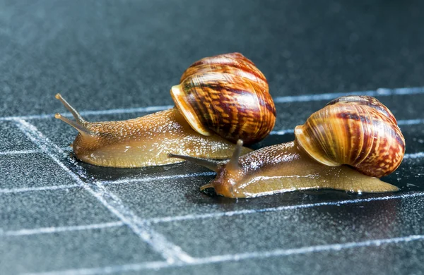 Snails on the athletic track — Stock Photo, Image