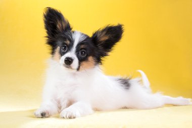 Papillon köpek yavrusu portresi