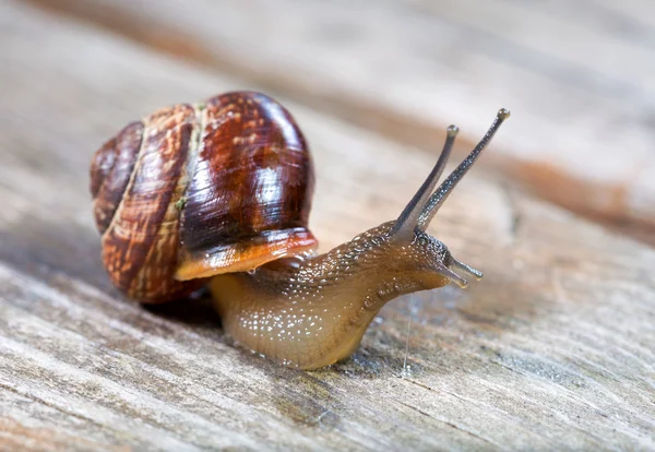 Petit escargot de jardin — Photo