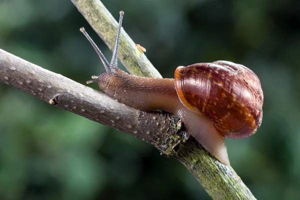 Piccola lumaca da giardino — Foto Stock