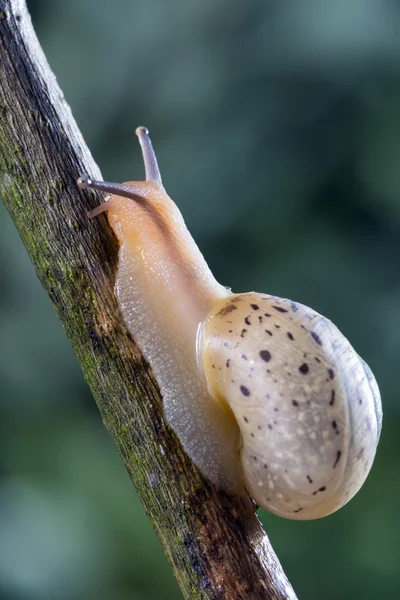 Caracol pequeno jardim — Fotografia de Stock