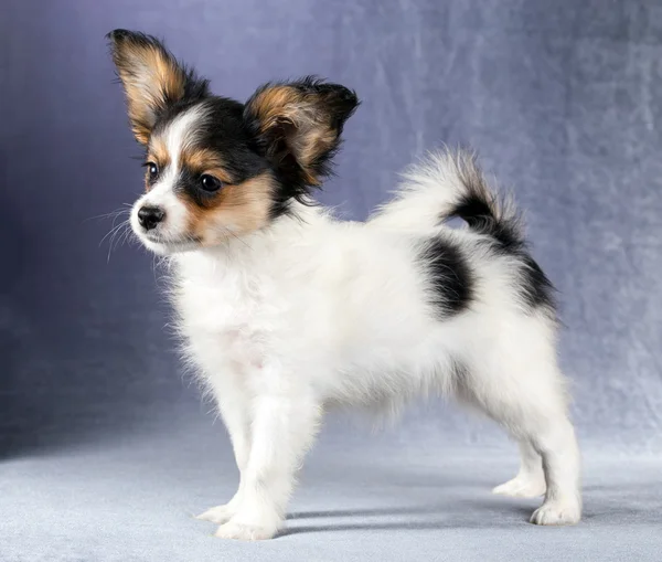 Retrato de um cachorro Papillon — Fotografia de Stock