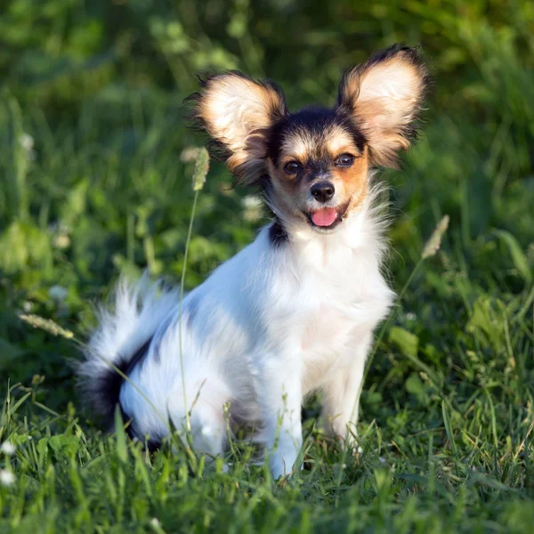 Portret szczeniaka Papillon — Zdjęcie stockowe