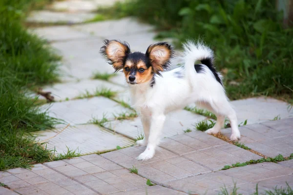 Portrait of a four month-old Papillon puppy — Stock Photo, Image