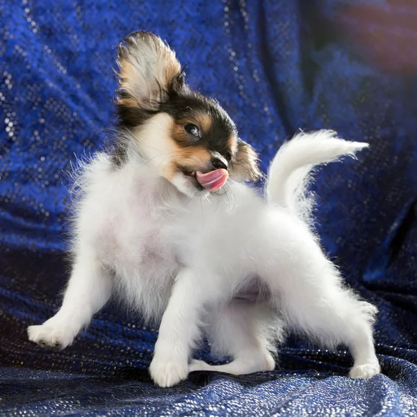 Portréja egy játékos Ízlelő szemölcsös kutya — Stock Fotó