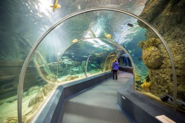 Sochi keşif dünya akvaryum. Rusya