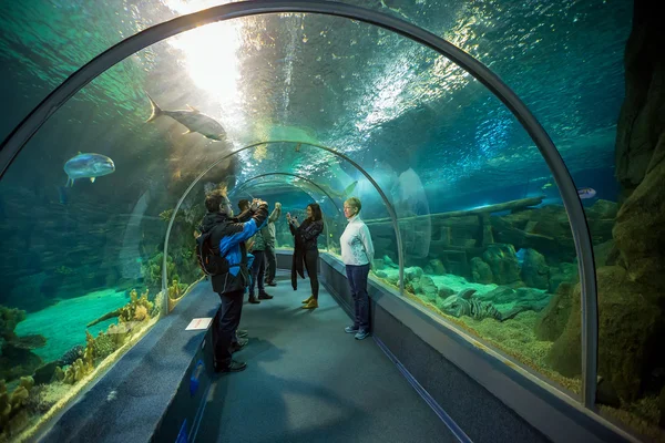 Sochi Discovery World Aquarium. Russia — Stock Photo, Image