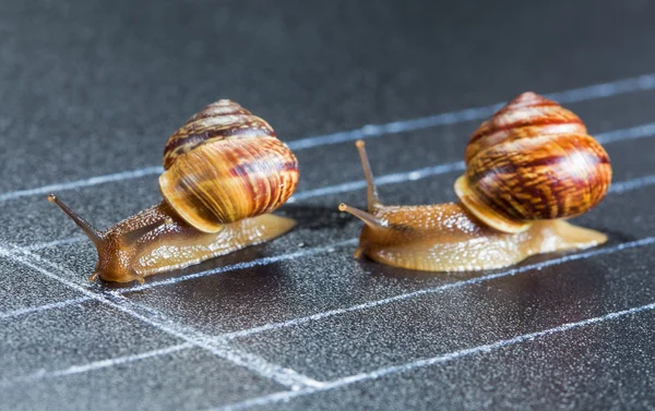 Snails on the athletic track — Stock Photo, Image