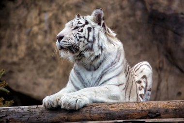 White Bengal Tiger clipart