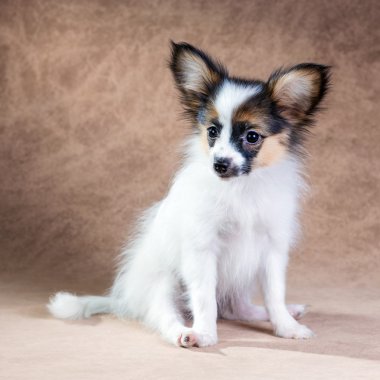 sevimli köpek papillon portresi