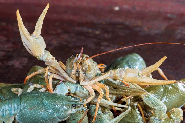Heap live crayfish — Stock Photo, Image