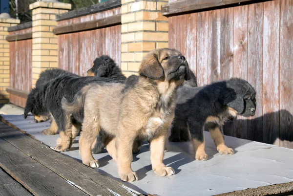 Yavru doğurmak Tibetli mastiff — Stok fotoğraf