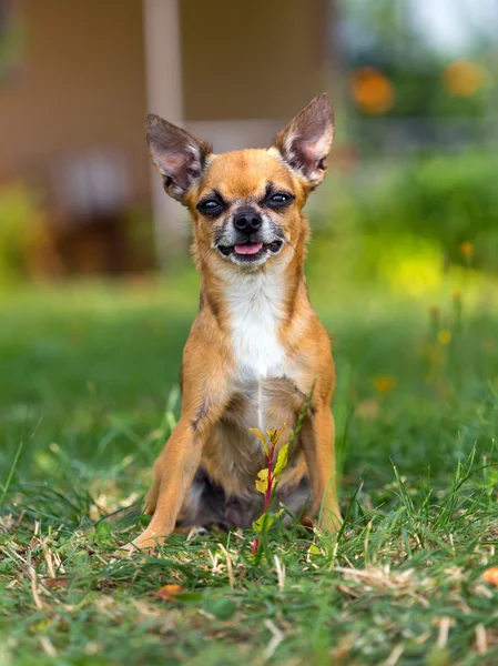 Köpek chihuahua — Stok fotoğraf