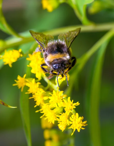 Bumblebee on a yellow flower — Stock Photo, Image