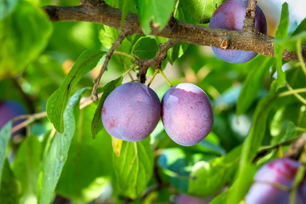 Ciruelas en un árbol — Foto de Stock